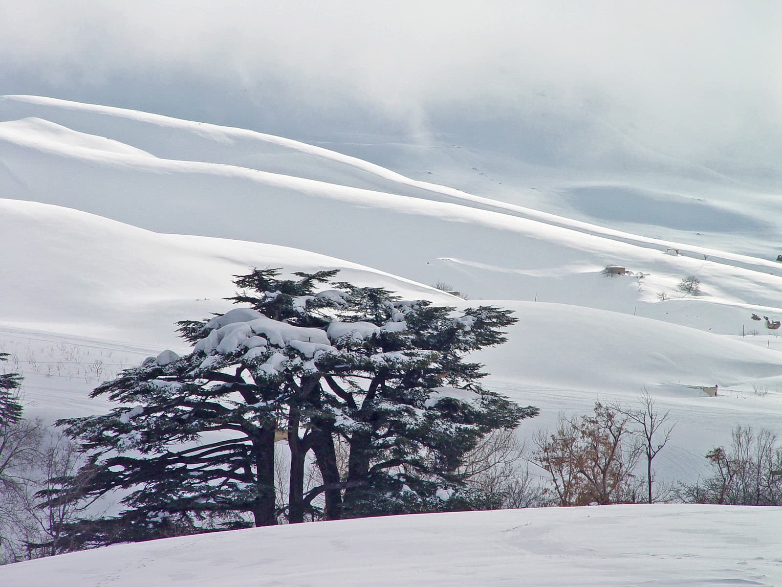 Cedar and Snow