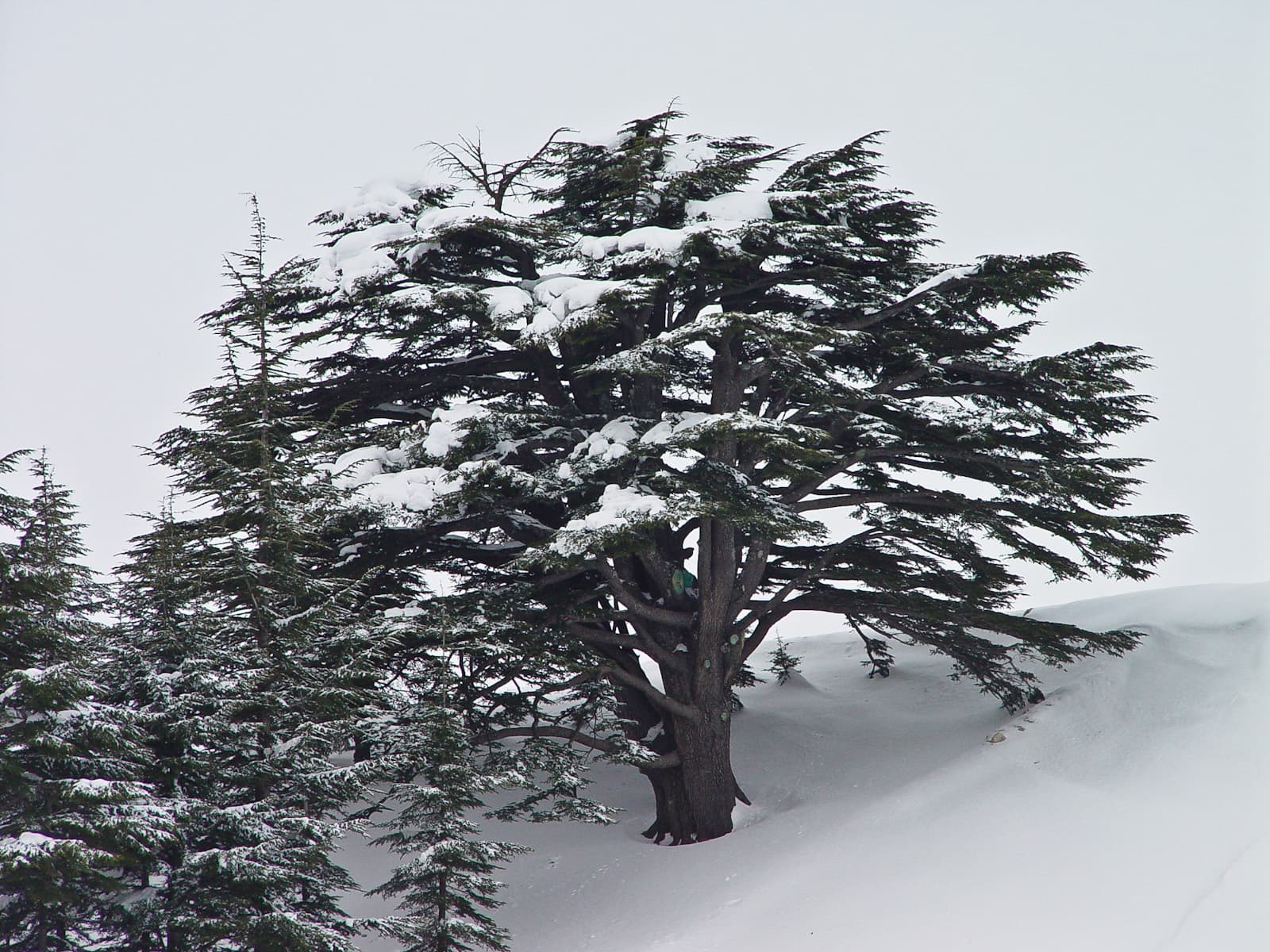 Cedar Tree