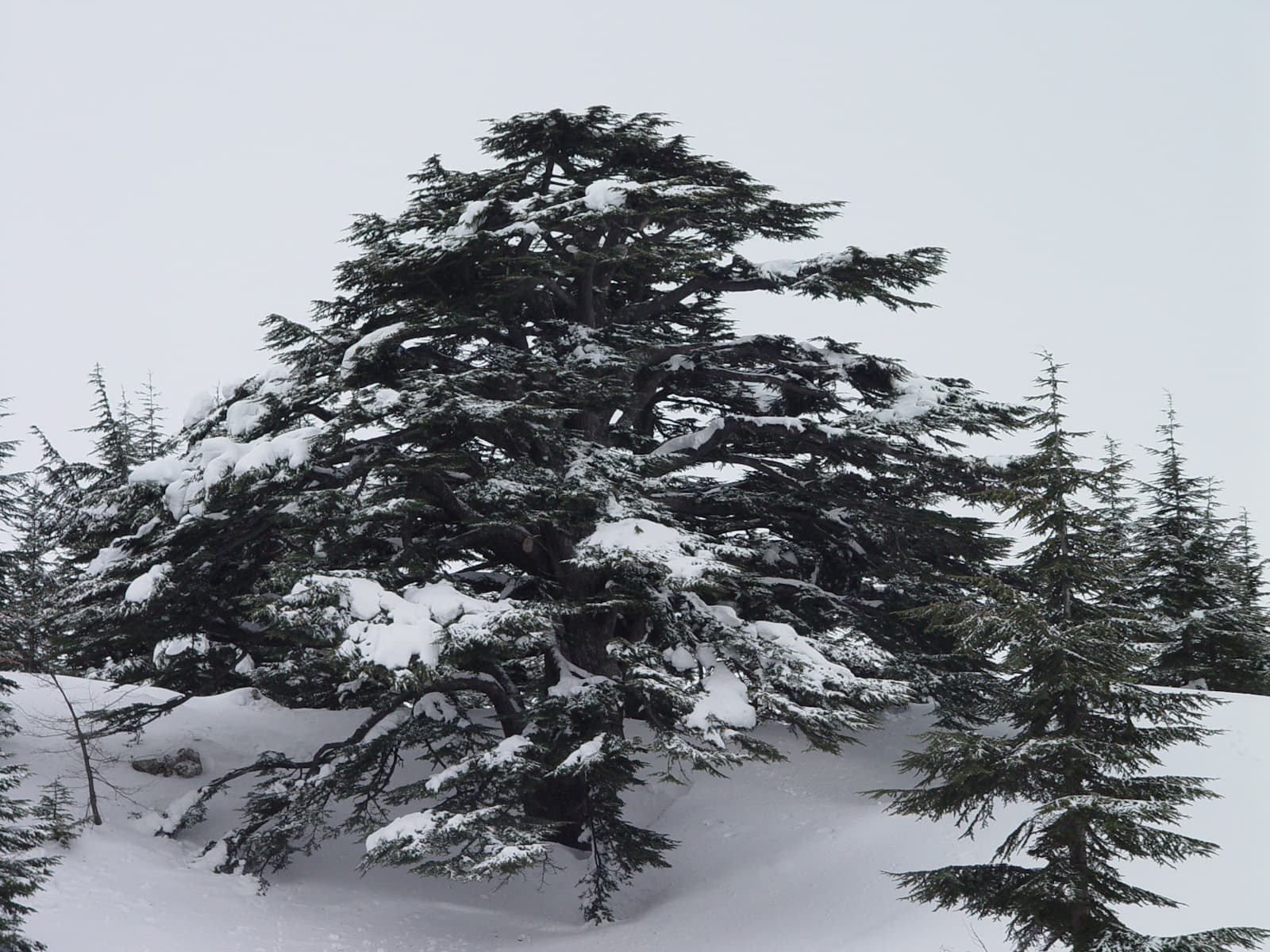 Cedar Tree 2