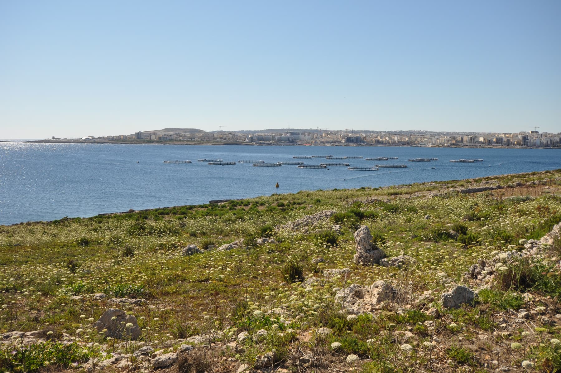 Fish Farm