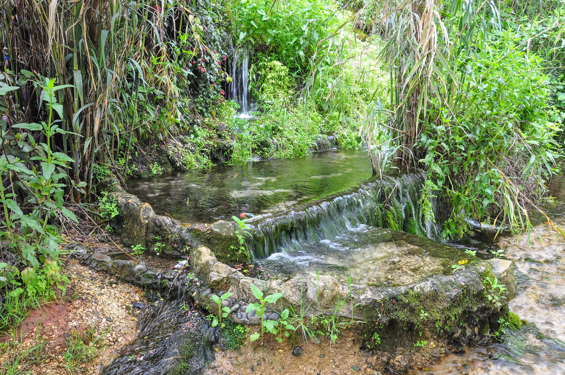 Daphne Stream