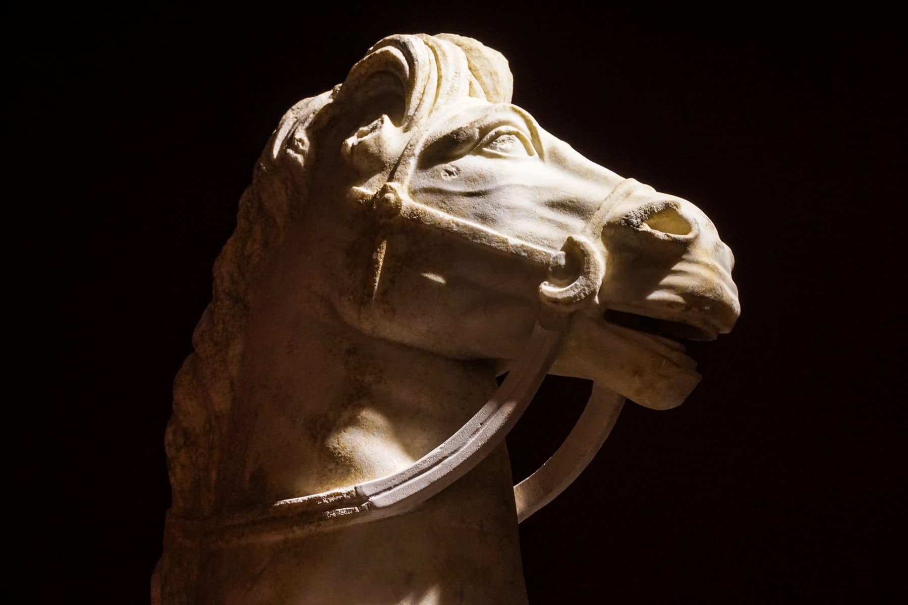 Prancing Horse Head 2
