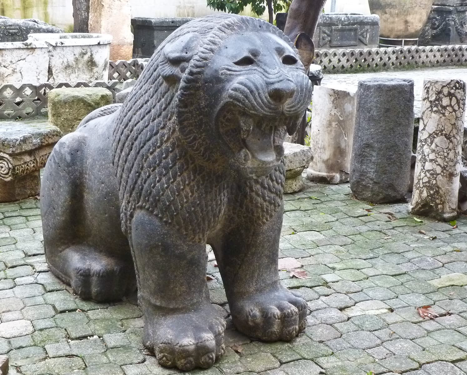 Lion 1
