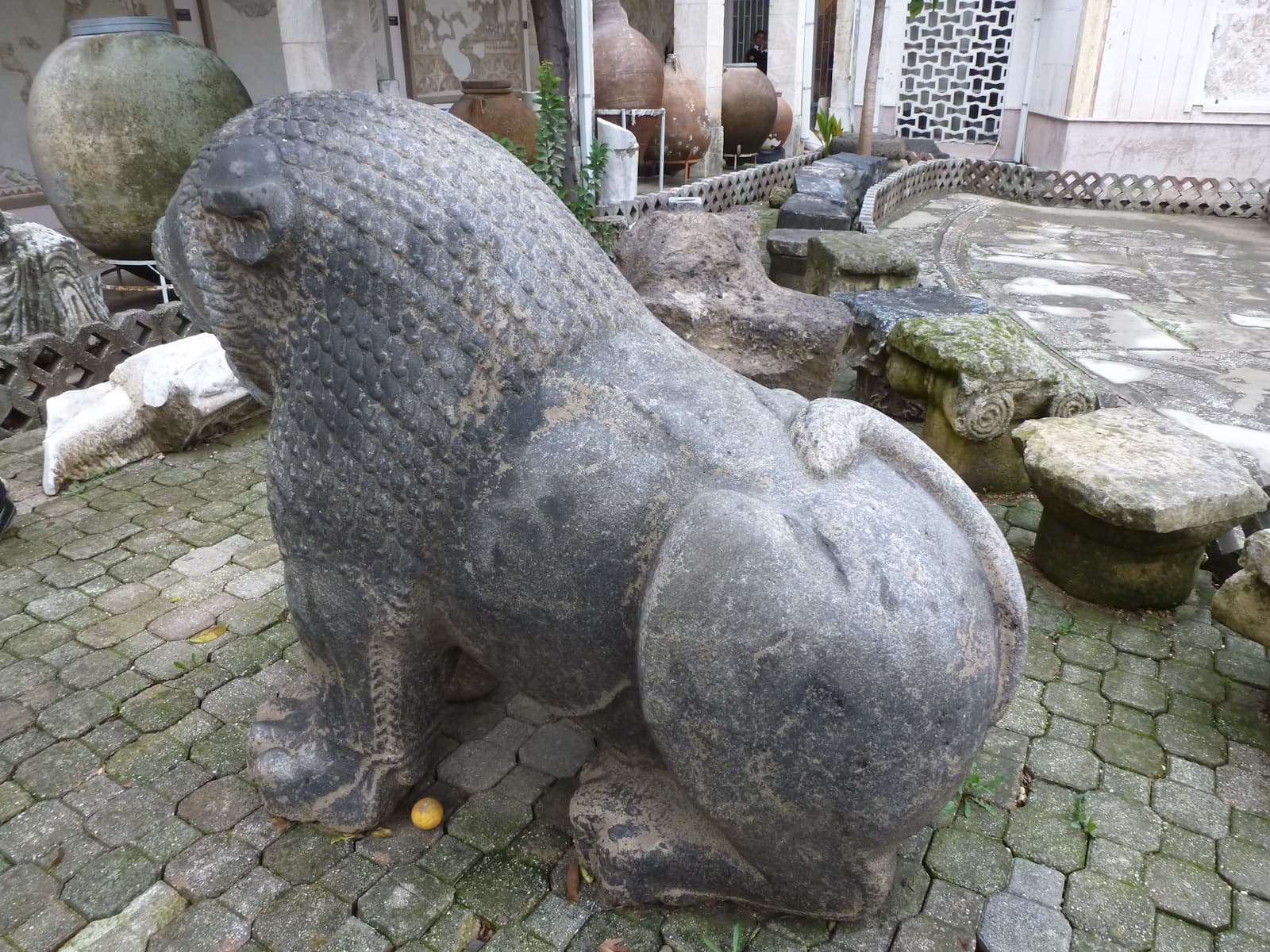 Lion 2