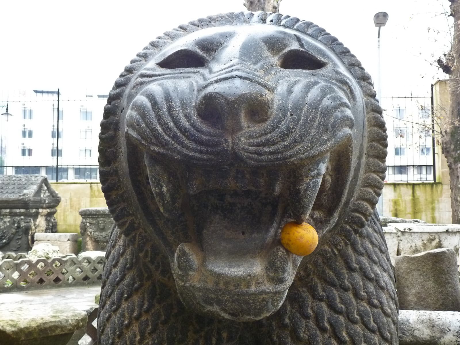 Lion Hungry