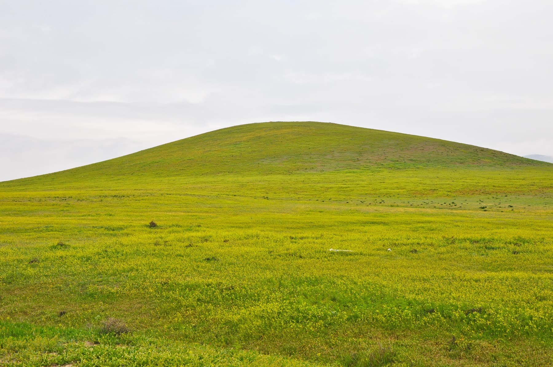 The Site (Detail)