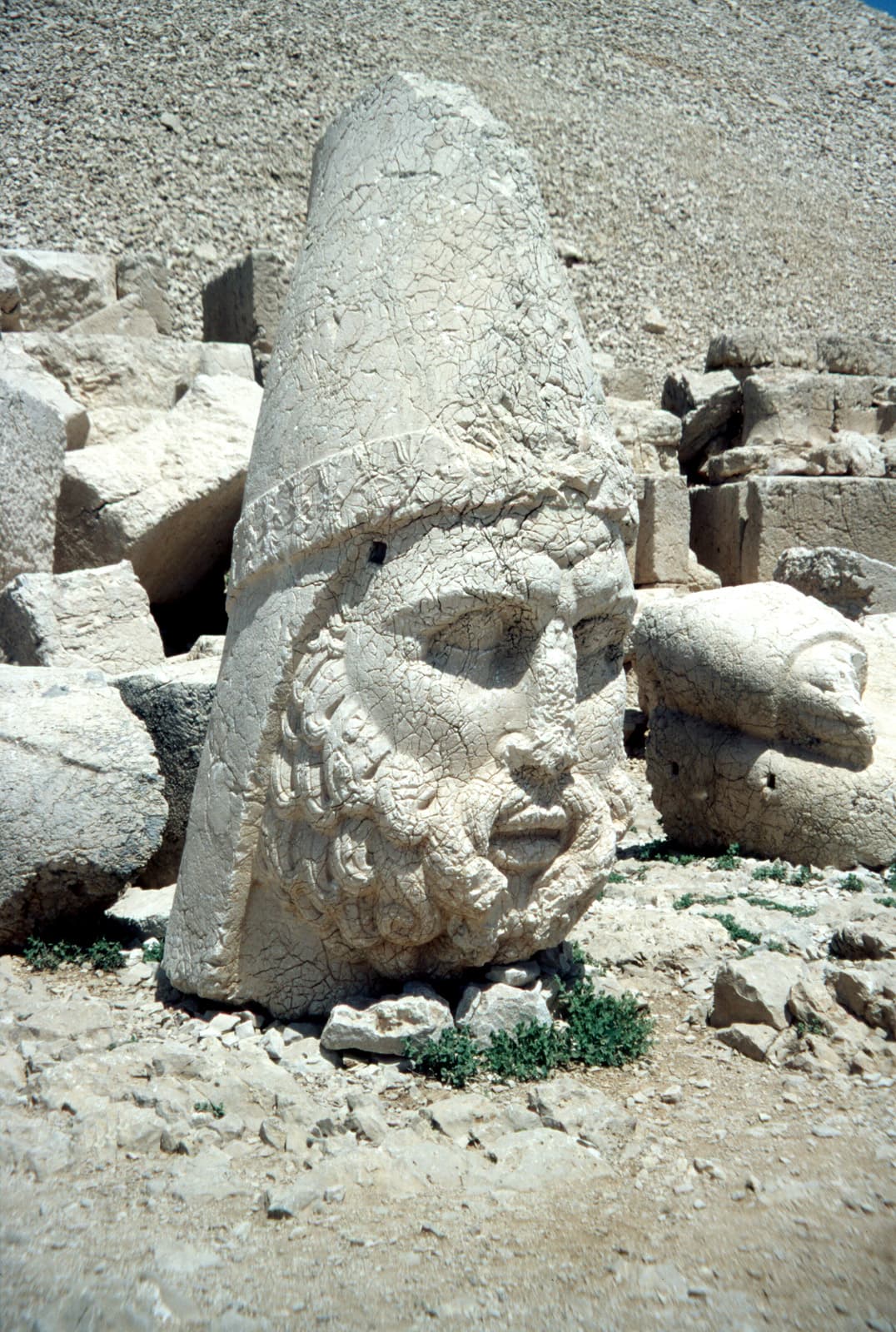 West Terrace Hercules