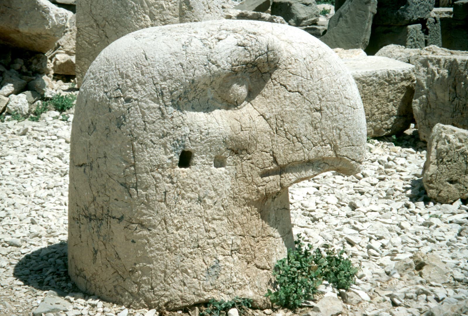 West Terrace Eagle