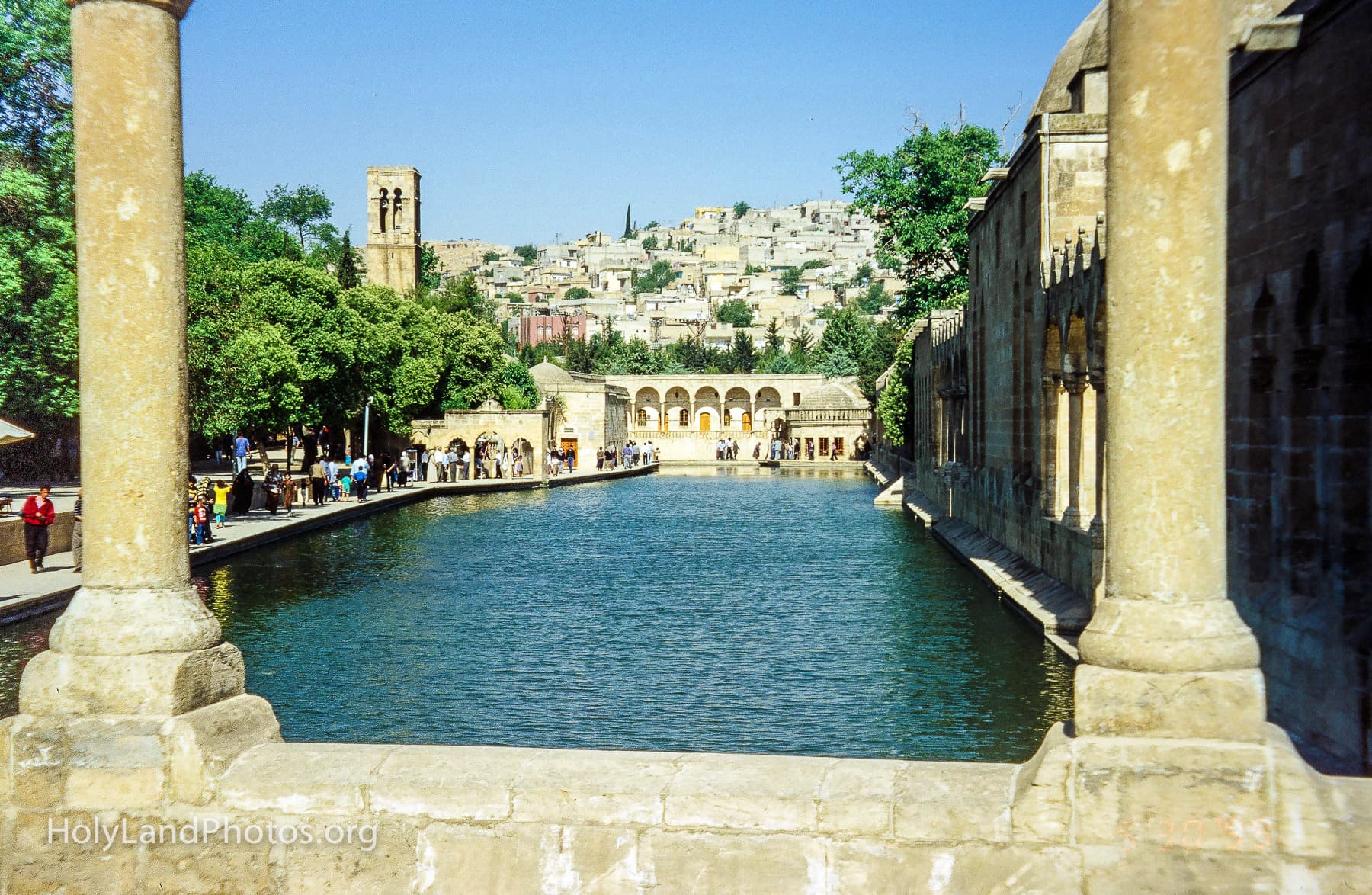 Carp Pool 1