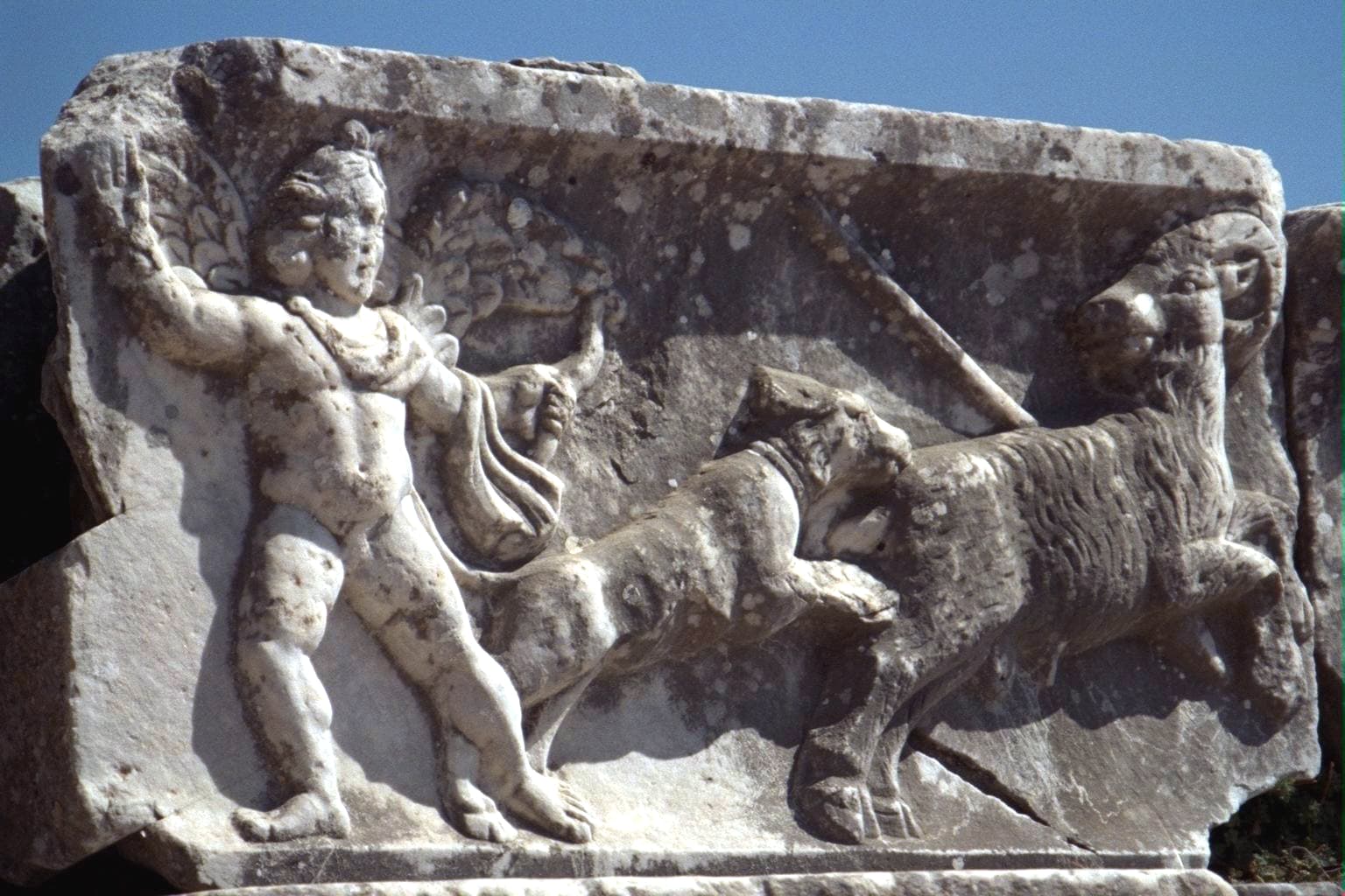 Animal Hunt Relief