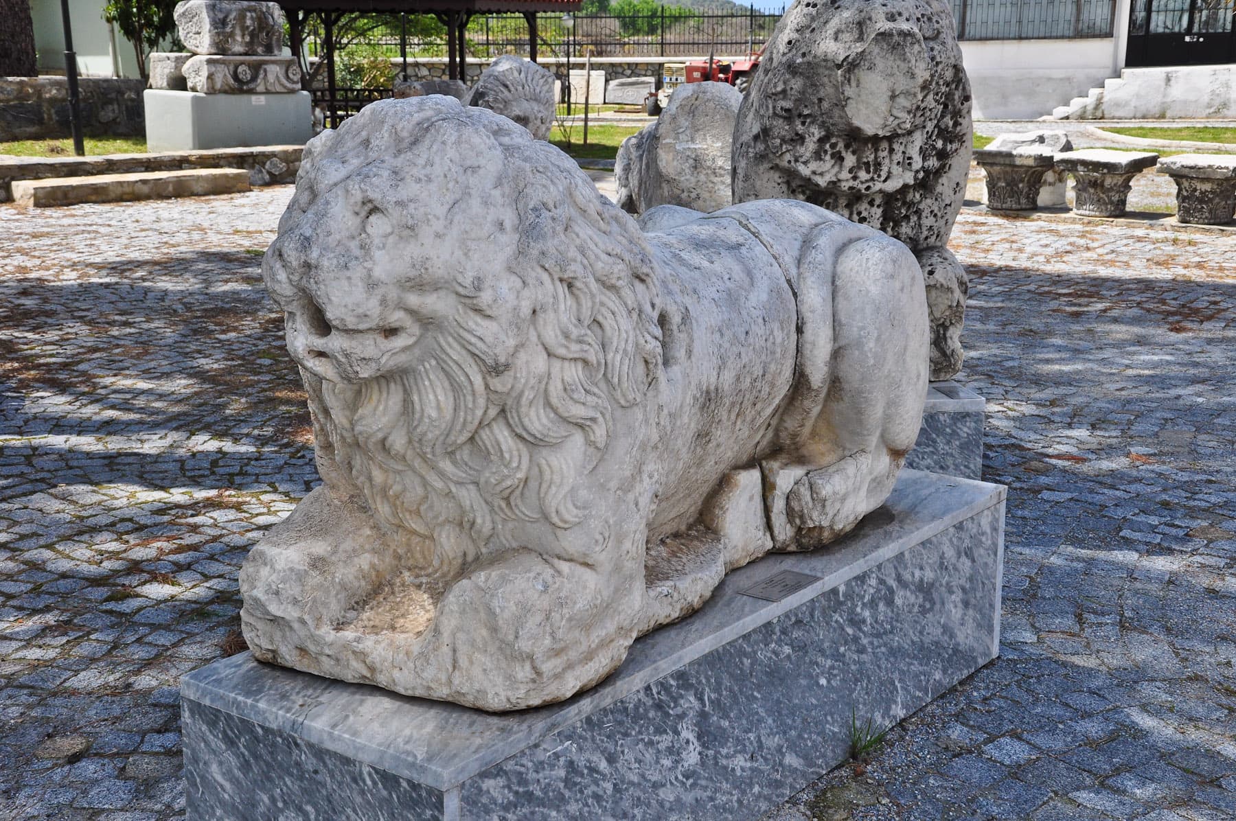 Lion