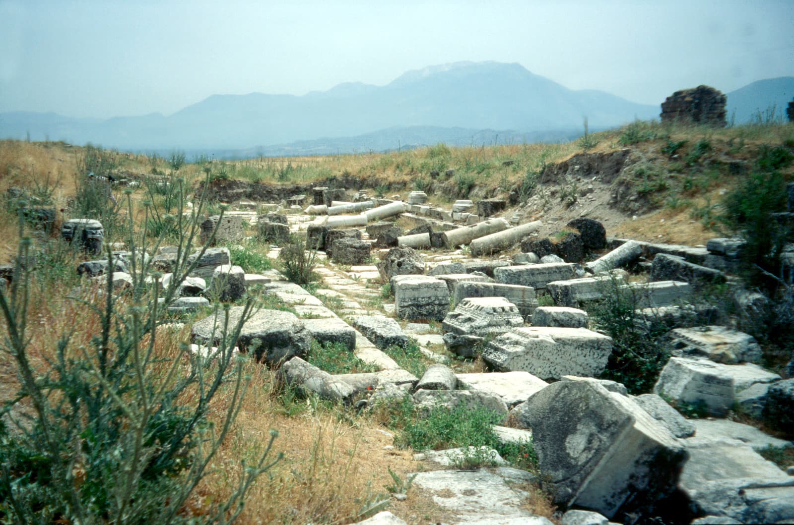 Cardo (unexcavated)