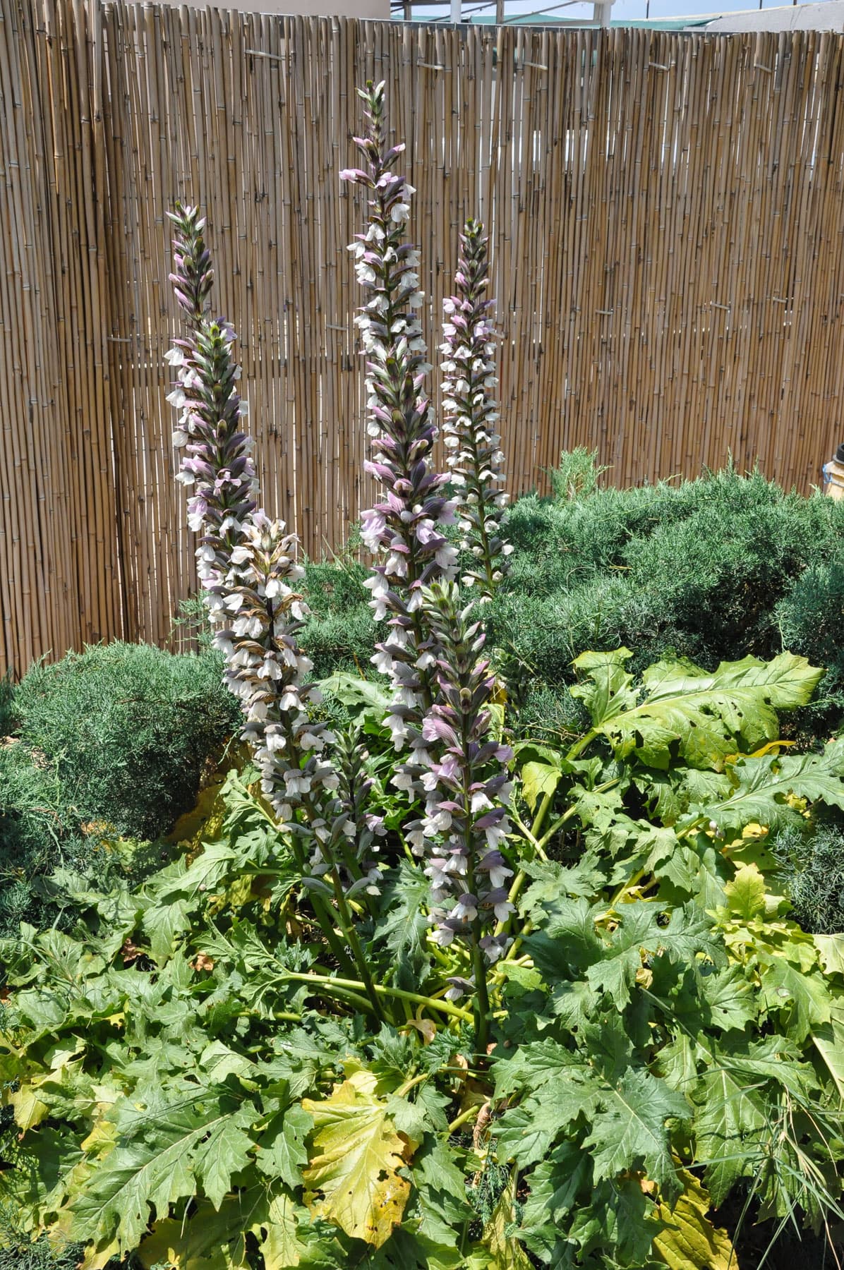 Acanthus Plant 2