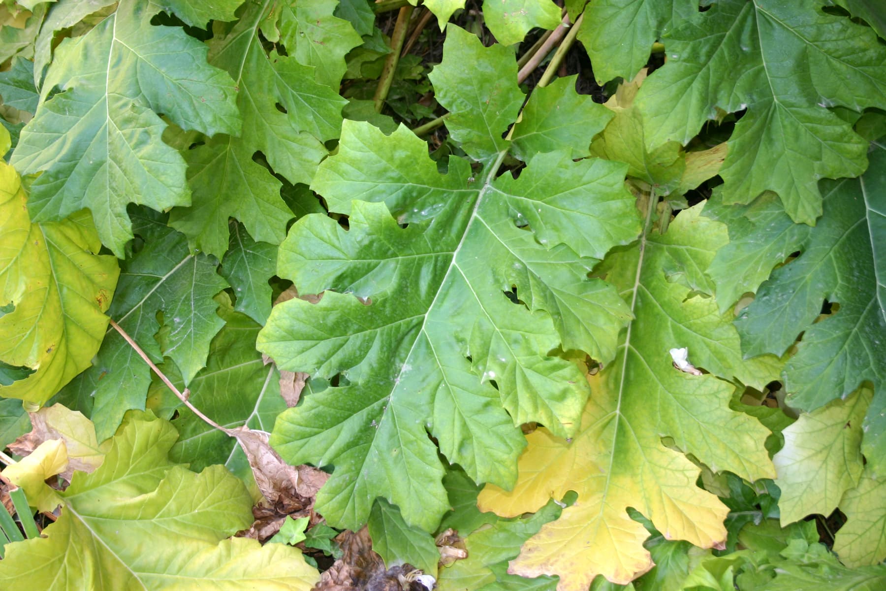 Acanthus Leaves
