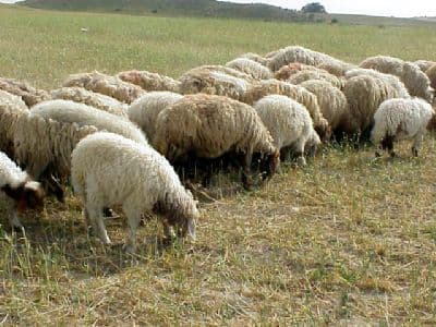 Sheep & Shepherding