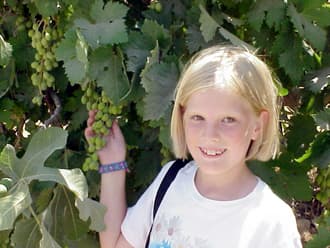 Vines and Vineyards