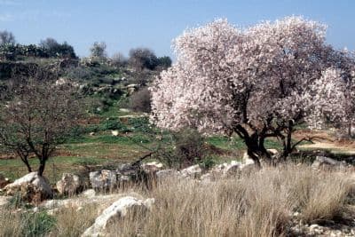 Almond Trees