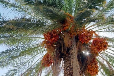 Date Palms