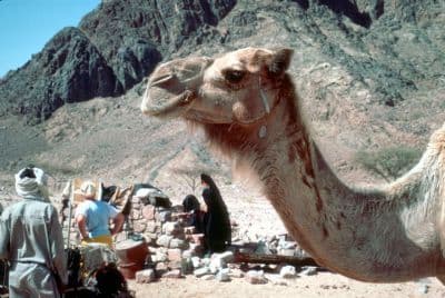 Camels