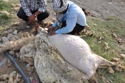 Shearing Sheep