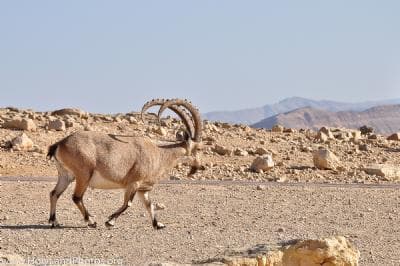 Animals/Fauna