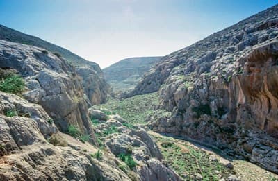 Eastern Benjamin