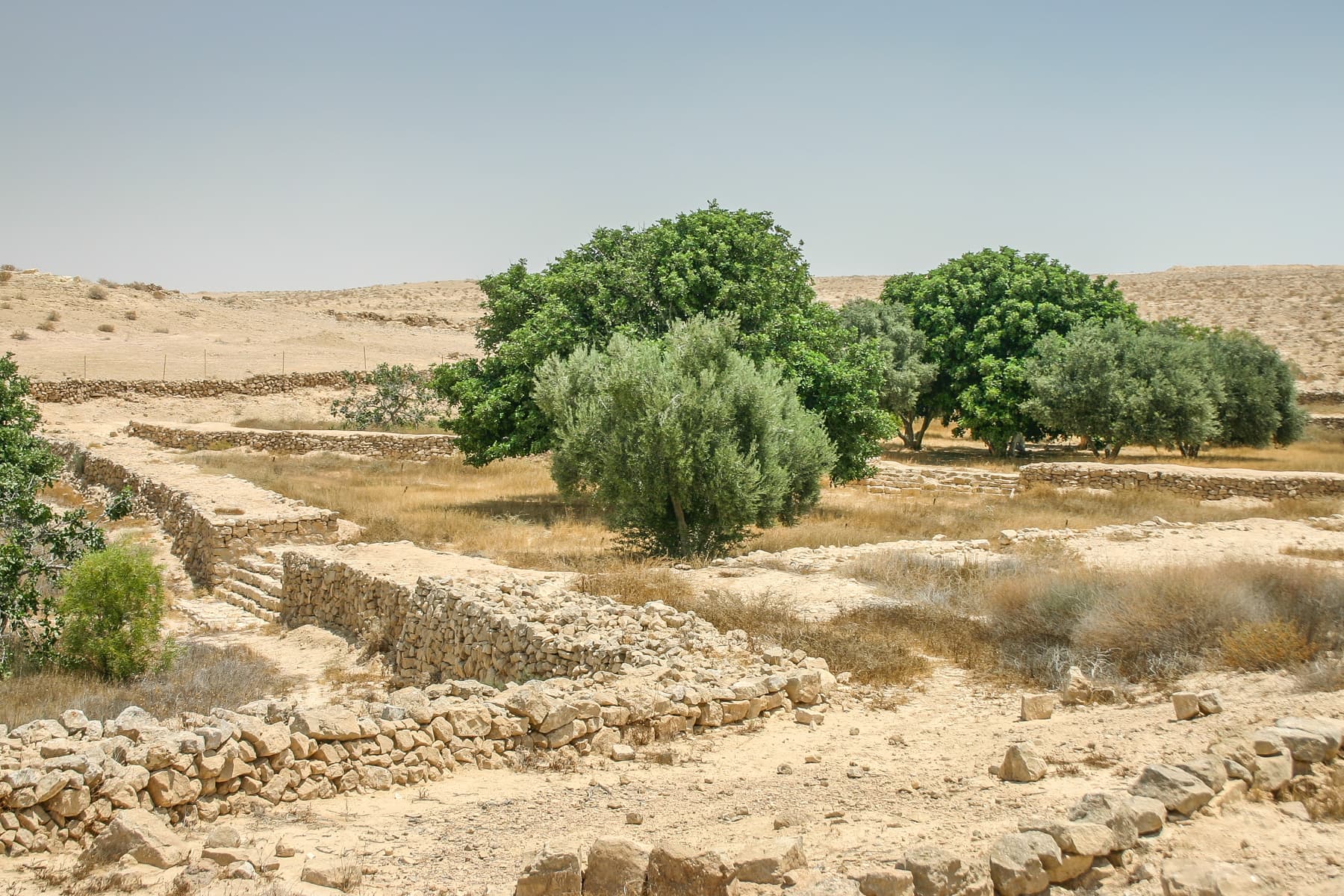 Negev Agriculture