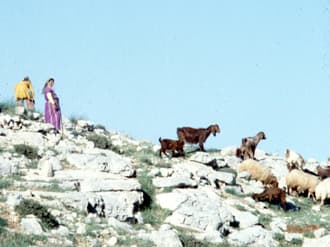 Shepherding