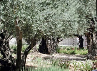 Olives and Processing