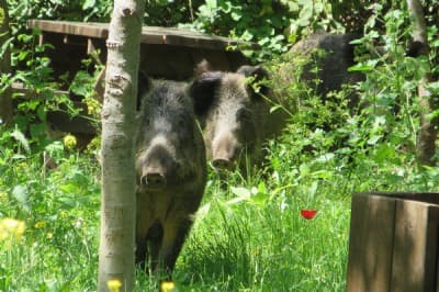Wild Boar